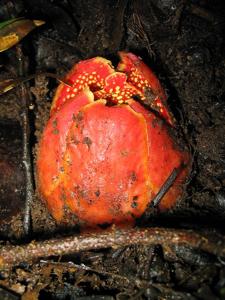Sapria himalayana