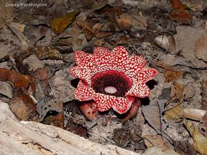 Sapria himalayana