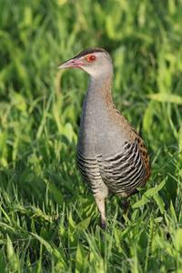 utils/thumbs/Rallidae/Crecopsis_NzNN9FbyErdYof6oEzMCnf.jpg