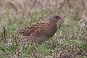 utils/thumbs/Rallidae/Crex_FCQVXxCTQAixGL9UpHh9sf.jpg