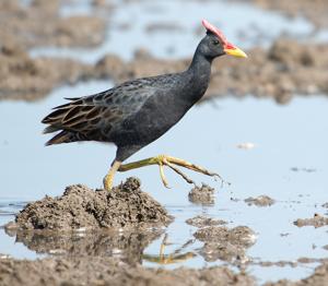 utils/thumbs/Rallidae/Gallicrex_fkjV5xcVFkLsGbK6FeUua4.jpg