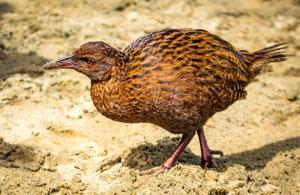 utils/thumbs/Rallidae/Gallirallus_NKFH56hhNj36a9vCnmdyCQ.jpg