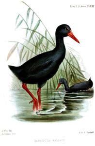 utils/thumbs/Rallidae/Habroptila_CfLUHSaTW9QGJzzheWkp5p.jpg