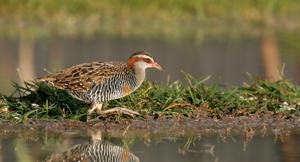 utils/thumbs/Rallidae/Hypotaenidia_ZTQDKC5A5xK56a7yEgpeR7.jpg