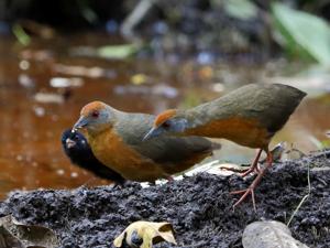 utils/thumbs/Rallidae/Laterallus_7X4FHpjCJtwhzZChGdFxGs.jpg