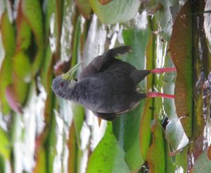 Pardirallus nigricans