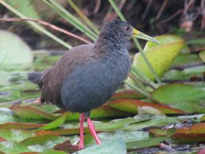 Pardirallus nigricans