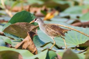 utils/thumbs/Rallidae/Poliolimnas_7hyyAgFJ9wEBnAEWMVA7LA.jpg