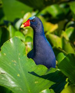 Porphyrio martinicus