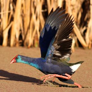Porphyrio madagascariensis