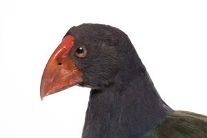 Porphyrio hochstetteri