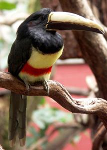 Pteroglossus aracari