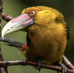 Pteroglossus bailloni