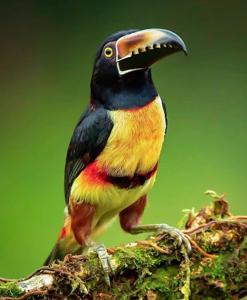 utils/thumbs/Ramphastidae/Pteroglossus_PVzB3GXoiGnEnpPRdsSfQ2.jpg