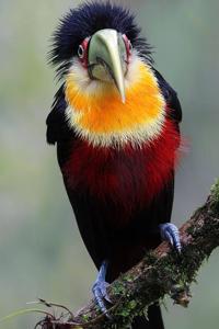 Ramphastos dicolorus