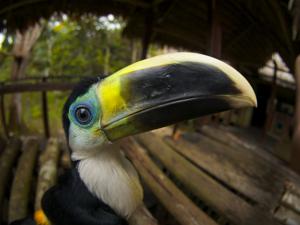 Ramphastos vitellinus culminatus