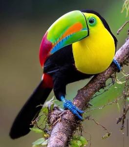 utils/thumbs/Ramphastidae/Ramphastos_R6xbuKV6Cv7C9riqj9ypvu.jpg
