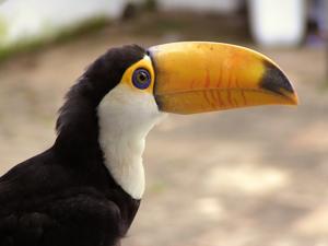 Ramphastos toco