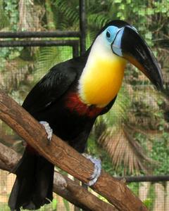 Ramphastos vitellinus