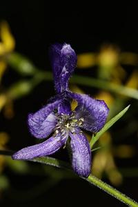 Aconitum columbianum