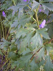 Aconitum carmichaelii