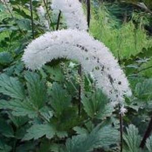 utils/thumbs/Ranunculaceae/Actaea_iJcJprqxgkQ3dN4MkvtQGD.jpg