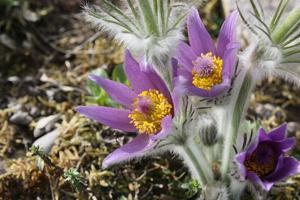 Pulsatilla halleri