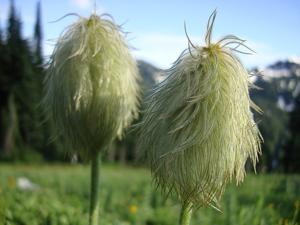 Pulsatilla occidentalis