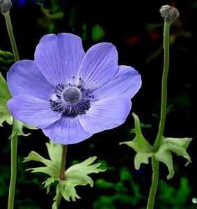 Anemone coronaria