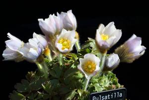 Pulsatilla vernalis