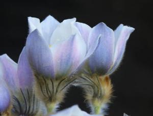 Pulsatilla vernalis