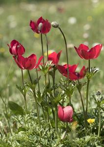 Anemone coronaria