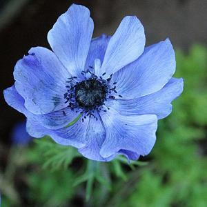 Anemone coronaria
