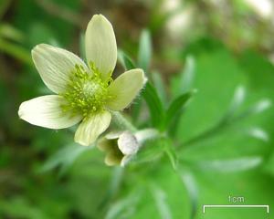 Anemone multifida