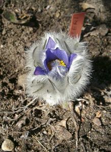 Pulsatilla halleri