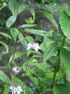 Anemonopsis macrophylla