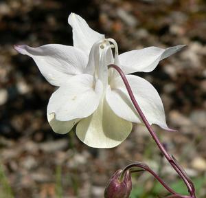 Aquilegia fragrans