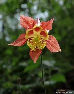 Aquilegia canadensis