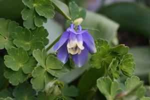 Aquilegia flabellata