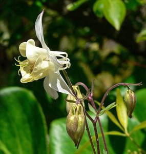 Aquilegia fragrans