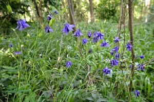 Aquilegia grata