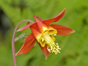 Aquilegia flabellata