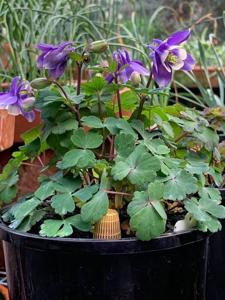 Aquilegia flabellata