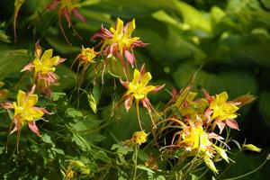 Aquilegia pubescens