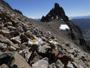 Callianthemoides semiverticillata