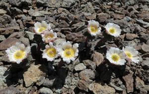 Callianthemoides semiverticillata