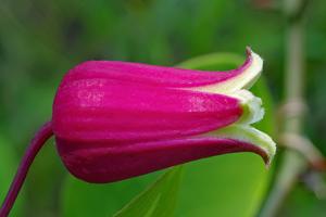 utils/thumbs/Ranunculaceae/Clematis_56drxbPnaC7Z3P9gNiuvpg.jpg