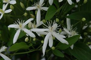 Clematis paniculata