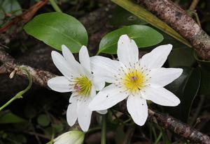 Clematis paniculata