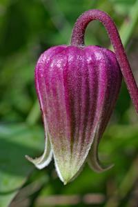 Clematis reticulata